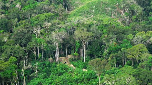 pengertian hutan