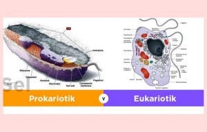 Sel Prokariotik dan Eukariotik