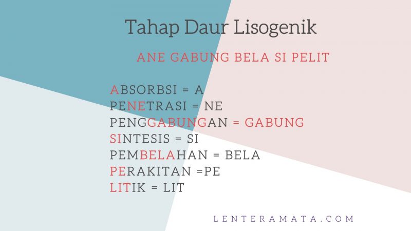 pengertian virus, ciri ciri virus, peranan virus, klasifikasi virus, cara reproduksi virus, penyakit pada sistem reproduksi yang disebaban virus adalah, virus adalah, tahapan reproduksi virus, gambar reproduksi virus, siklusi litik, siklus lisogenik, jenis virus, macam macam virus, karakteristik virus, bentuk virus, cara mendeteksi virus, siklus reproduksi virus