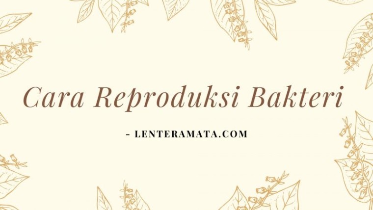 cara reproduksi bakteri