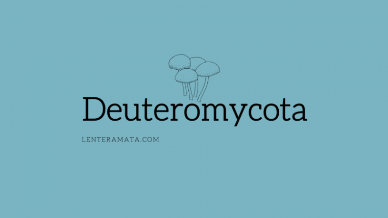 Deuteromycota