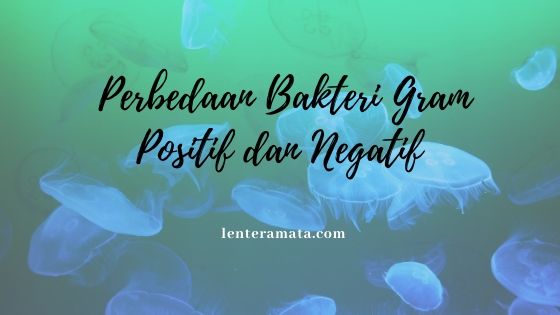 perbedaan bakteri gram positif dan negatif