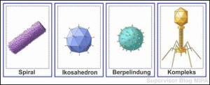 pengertian virus, ciri ciri virus, peranan virus, klasifikasi virus, cara reproduksi virus, penyakit pada sistem reproduksi yang disebaban virus adalah, virus adalah, tahapan reproduksi virus, gambar reproduksi virus, siklusi litik, siklus lisogenik, jenis virus, macam macam virus, karakteristik virus, bentuk virus, cara mendeteksi virus, siklus reproduksi virus