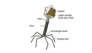 pengertian virus, ciri ciri virus, peranan virus, klasifikasi virus, cara reproduksi virus, penyakit pada sistem reproduksi yang disebaban virus adalah, virus adalah, tahapan reproduksi virus, gambar reproduksi virus, siklusi litik, siklus lisogenik, jenis virus, macam macam virus, karakteristik virus, bentuk virus, cara mendeteksi virus, siklus reproduksi virus