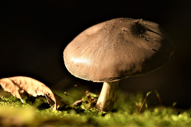 gambar basidiomycota