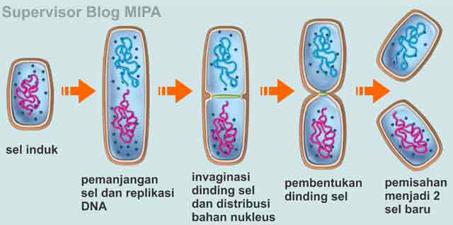 klasifikasi bakteri pdf, bakteri adalah, ciri-ciri bakteri, bentuk bakteri, klasifikasi bakteri ppt, jenis bakteri, materi bakteri, jelaskan pembagian klasifikasi bakteri, karakteristik bakteri, pengertian bakteri, bakteri gram positif dan negatif, pengertian bakteri, makalah bakteri, bakteri baik, bakteri yang menguntungkan dan manfaatnya, bakteri yang menguntungkan dan merugikan manusia, nama nama bakteri, probiotik, bakteri yang menguntungkan di bidang pertanian, bakteri yang merugikan.