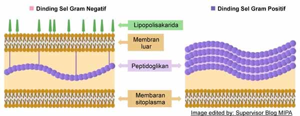 perbedaan bakteri gram positif dan negatif