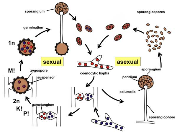 reproduksi zygomycota