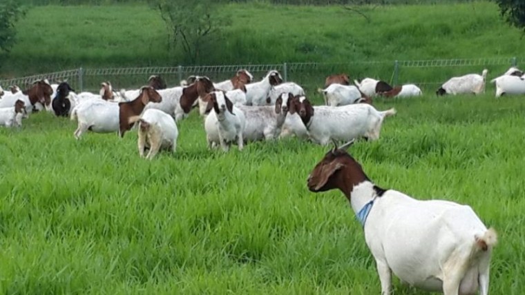 nama kambing yang bagus, nama kambing, nama nama kambing, nama kambing yg bagus, nama kambing untuk kurban