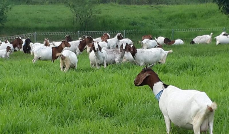 nama kambing yang bagus, nama kambing, nama nama kambing, nama kambing yg bagus, nama kambing untuk kurban