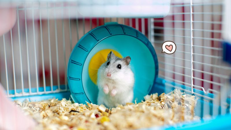 nama hamster yang lucu, nama hamster lucu, nama hamster aesthetic, nama hamster islami